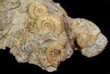 Dactylioceras Ammonite Cluster - Germany #77184-2